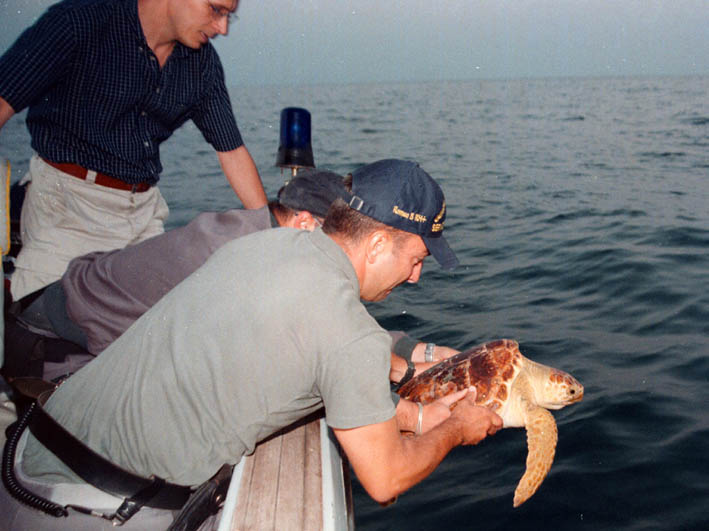 Liberazione-tartaruga.jpg